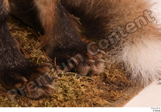 Fox  2 foot 0008.jpg